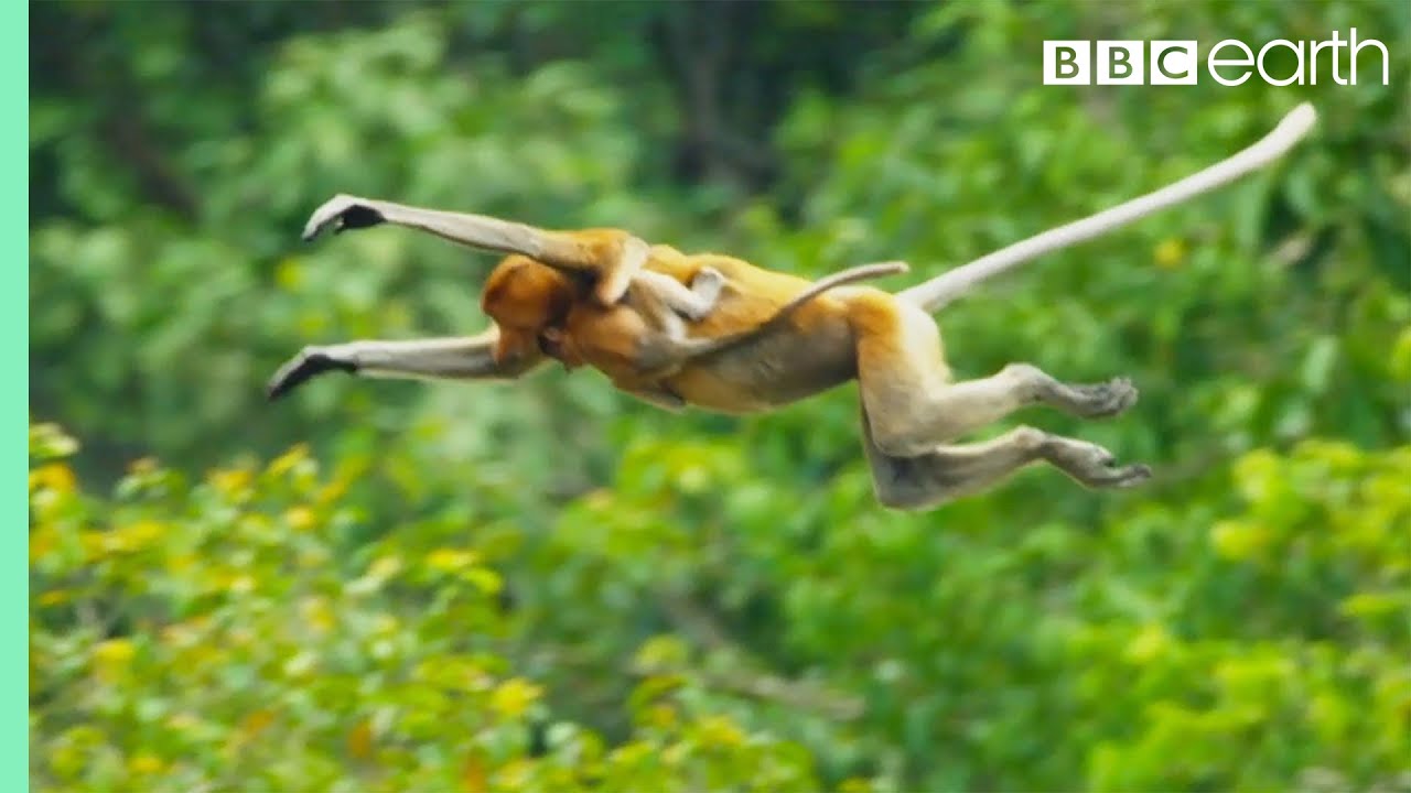 Proboscis Monkeys Leap Into Crocodile Infested River  BBC Earth