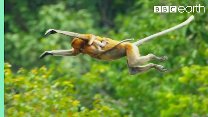 Proboscis Monkeys Leap Into Crocodile-Infested River | BBC Earth - 天天要聞