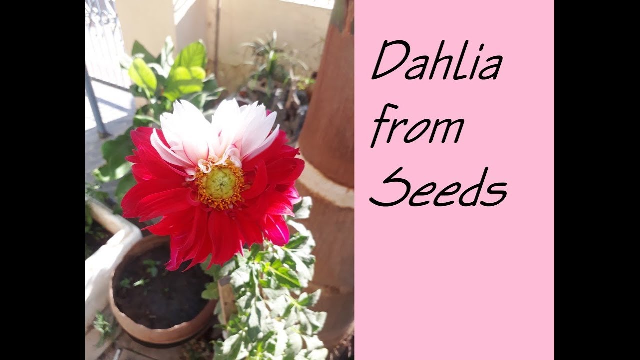 How to Grow Dahlia from Seed (Step by Step Guide) YouTube