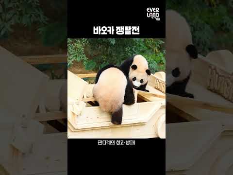 &amp;quot;루희번뜩 vs 후질머리&amp;quot; 창과 방패의 싸움│#shorts #아기판다 #babypanda #twins