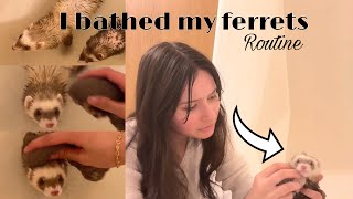 I BATHED MY FERRETS! | Oat Bath