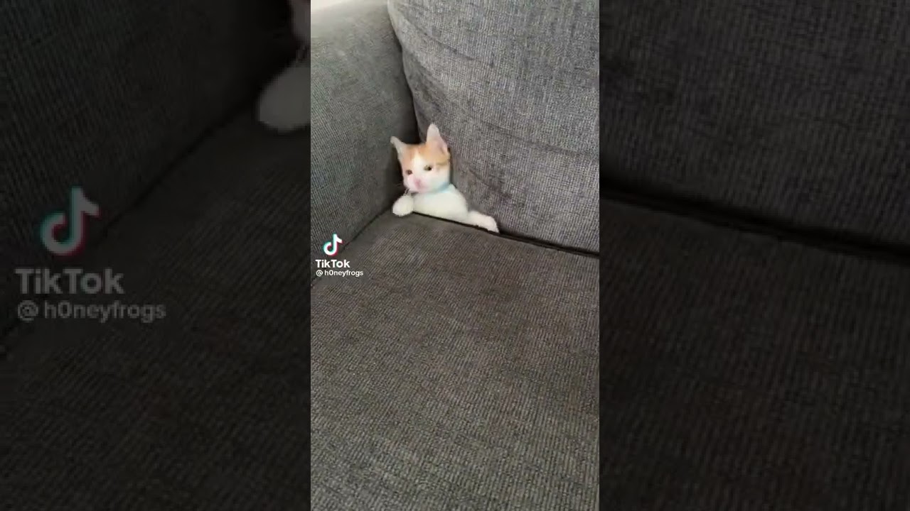 Cat Stuck in Couch with Half-Life Sound Effects
