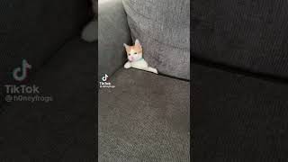 Cat Stuck in Couch with HalfLife Sound Effects