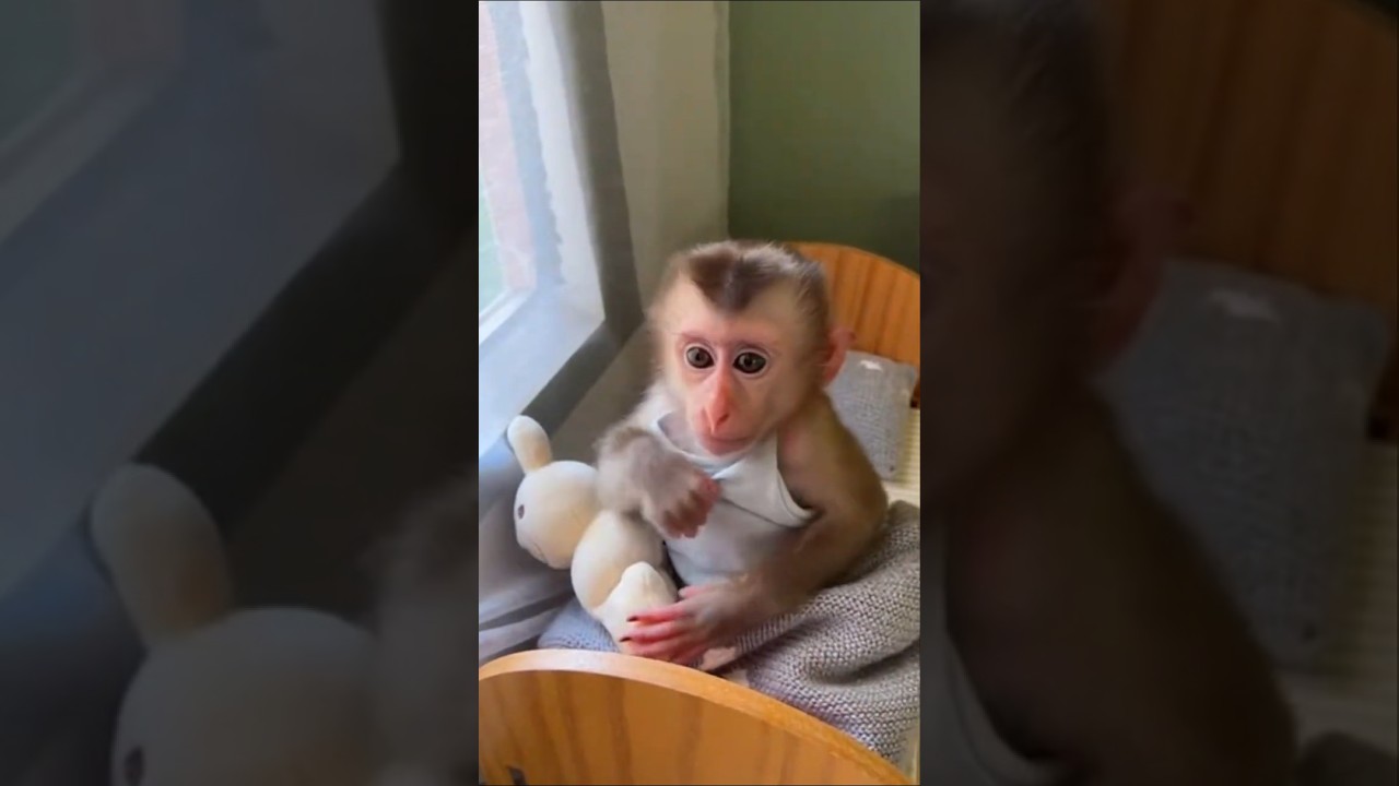 Bébé singe: une journée trop mignonne à la maison 🐒💚