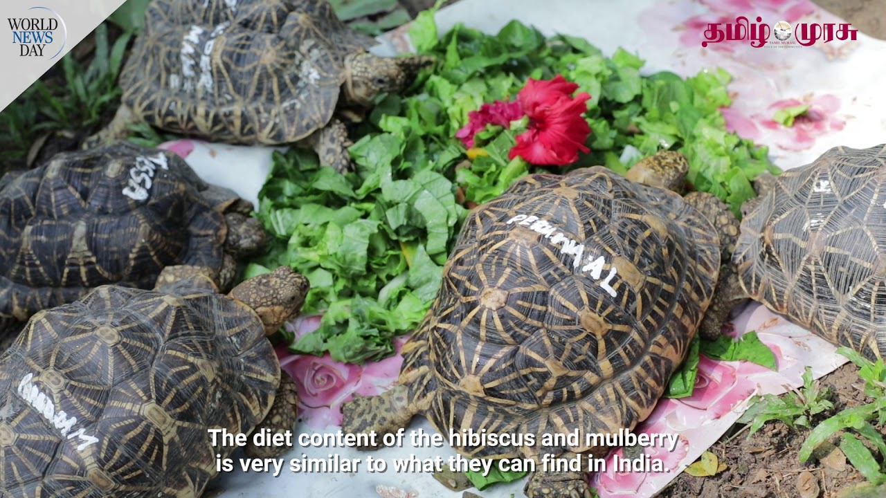 World News Day: Repatriating 51 illegally-smuggled Indian star tortoises | Tamil Murasu