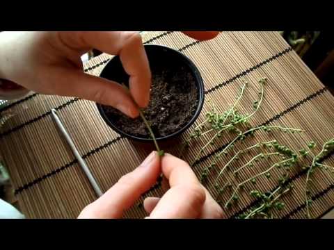 فيديو: سلسلة من قصاصات نباتات اللؤلؤ: كيفية نشر سلسلة من نبات اللؤلؤ