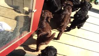The Running of the Doodles by High Tide Goldendoodles 124 views 6 years ago 23 seconds
