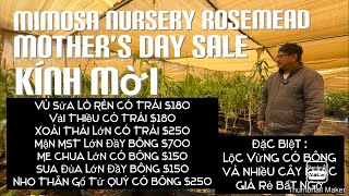 Mimosa Nursery Rosemead Và East LA Sale Nhiều Cây Ăn Trái Cho Mother’s Day tt657