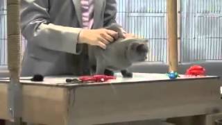 How to show a cat #2 - Getting ready