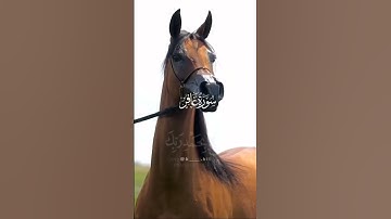 تلاوة خاشعة تقشعر لها الأبدان 🥺❤️بصوت الشيخ عبدالباسط