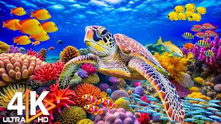 4K Ocean Dreams - Amazing Marine Life & Tranquil Underwater Views for Sleep & Relaxation #12