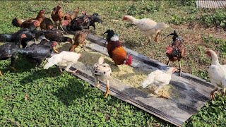 Raising Organic Chickens. Organic Freestyle Chicken Raising with Antibiotic-Free Feed