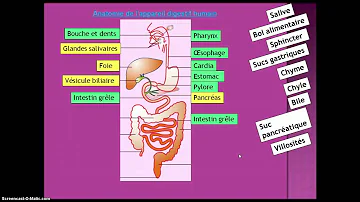 Quels sont les éléments de l'appareil digestif ?