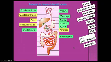 Quels sont les organes qui constituent le tube digestif ?