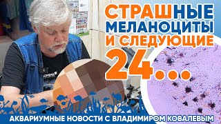 видео: Новости аквариумного магазина с Владимиром Ковалевым (28.06.24). Страшные меланоциты и следующие 24! картинка: Новости аквариумного магазина с Владимиром Ковалевым (28.06.24). Страшные меланоциты и следующие 24!