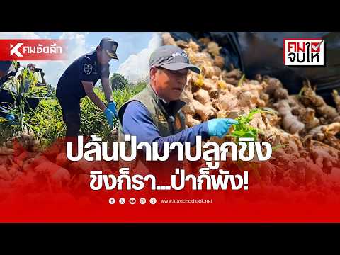 Plundering Forests for Ginger: The Crop Rots, the Forest Dies!