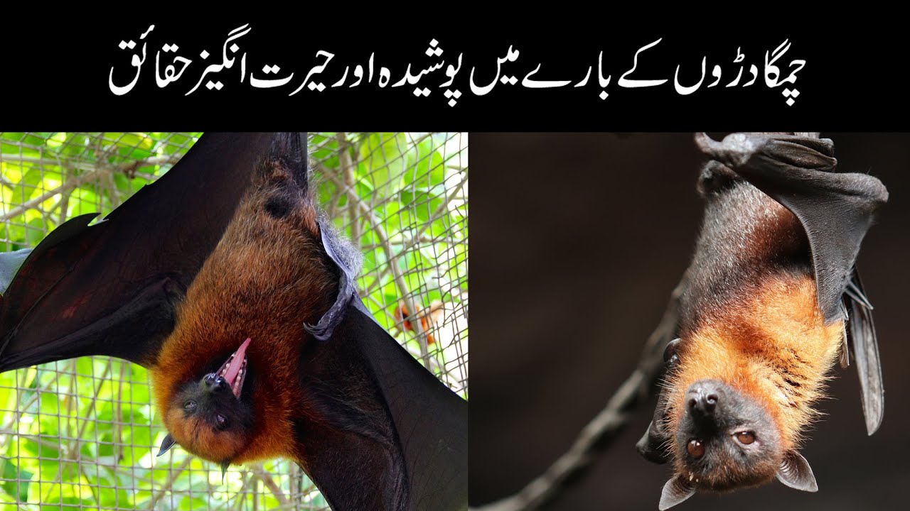 Hidden and Amazing Facts About Bat/Chamgadar In Urdu/Hindi چمگادڑوں کے