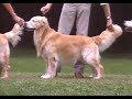 Golden Retriever - AKC Dog breed series