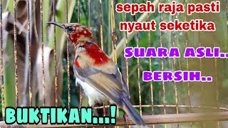 Pancingan burung sepah raja agar bunyi- sepah raja manggil