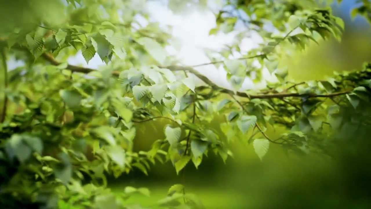 3D scenes of nature - YouTube