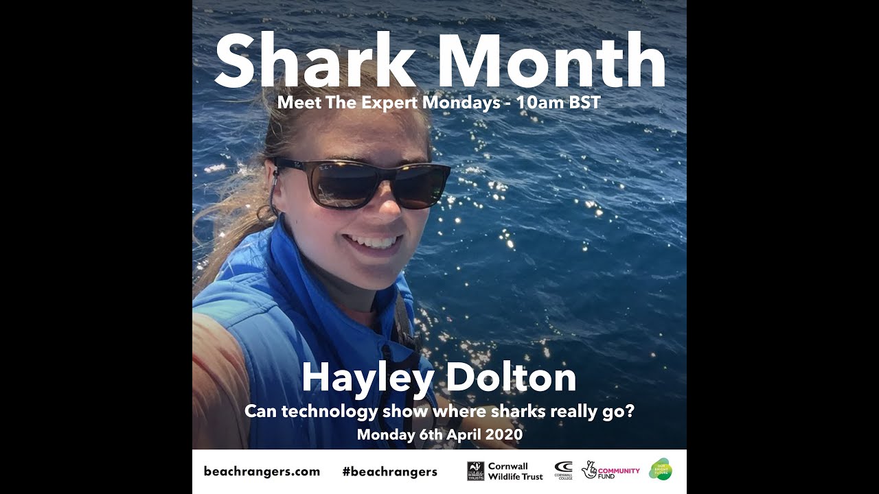 🦈 Shark month🦈 Where do sharks go and how do we know? with Haley Dolton