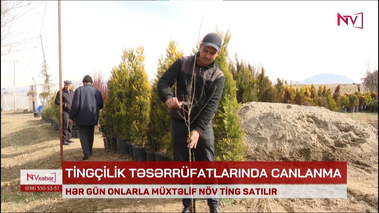Naxçıvanda ən çox hansı ağacların tingləri satılır?