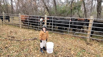 RRAR37 Weaning calves Step 2, get em sorted off. And an update on our Boy.