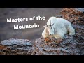 WILDLIFE PHOTOGRAPHY - SOLO OVERNIGHT BACKPACKING trip spent with some MOUNTAIN GOATS