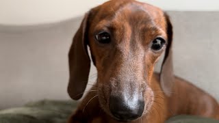 Mini Dachshund Noises