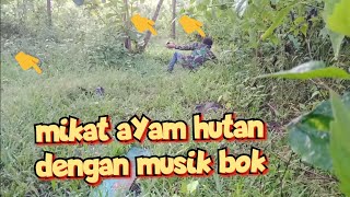 SAYA MIKAT AYAM HUTAN HIJAU DENGAN MP3