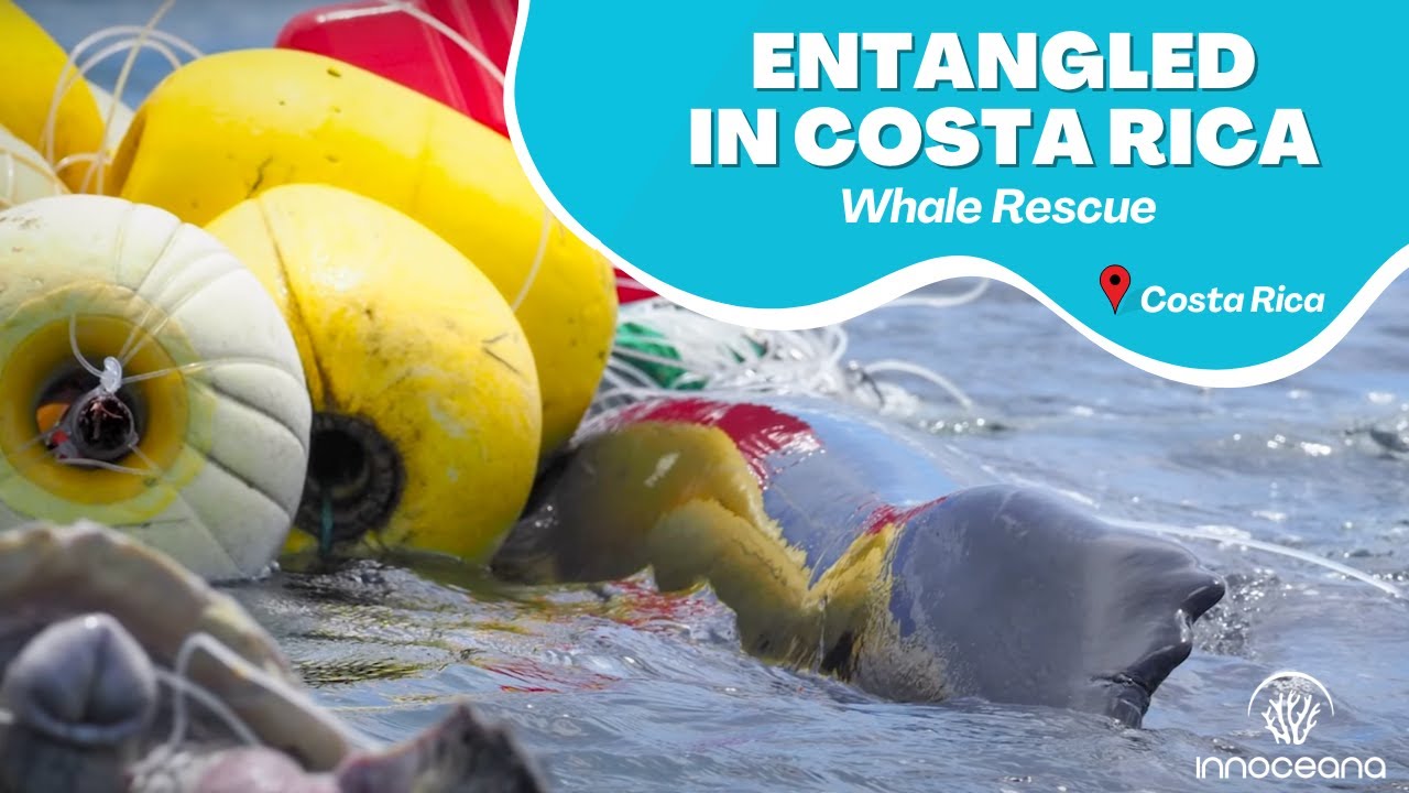 Entangled in Costa Rica - Whale Rescued From Fishing Net | Full Length ...