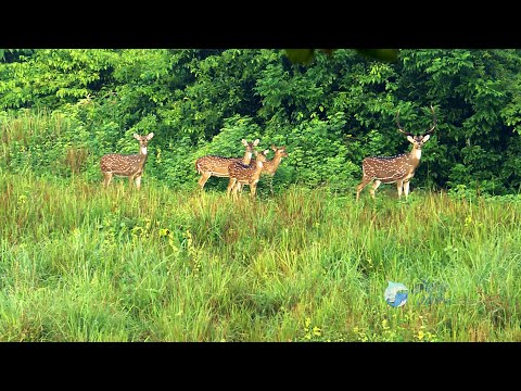 Bharatpur Forest : The Lungs of BHUBANESWAR