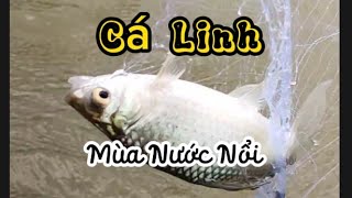 Giăng Lưới Bắt Cá Linh Mùa Nước Nổi #anhbakhiamientay #songnuocmientay #batcadong #danda #calinh