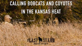 Calling Bobcats and Coyotes in the Kansas Heat | The Last Stand S3:E5 | November in Kansas