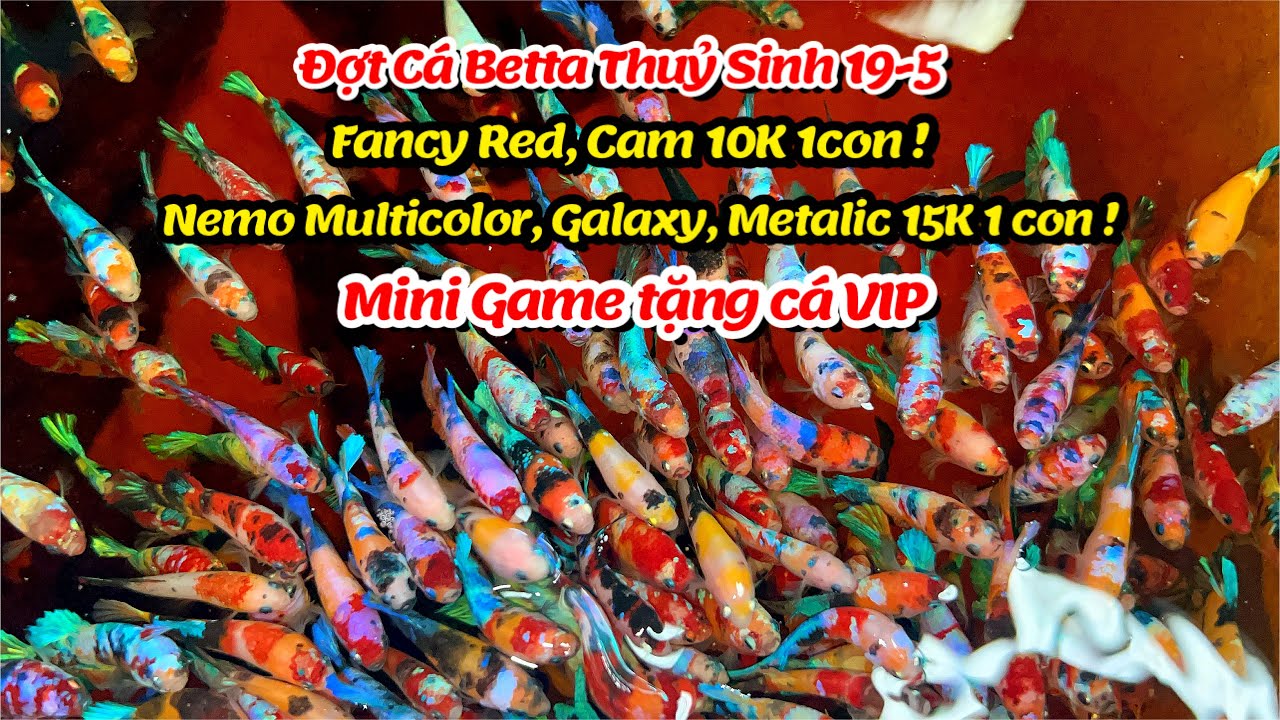 Đợt Cá Betta 19-5 Thuỷ Sinh Fc Red, FC 50 Cam 10K/1con, Multicolor, Galaxy, Candy, Metalic 15K/1 con