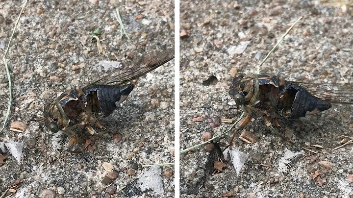 Creepy-Looking Zombie Cicada