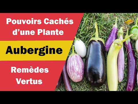 Vidéo: Qu'est-ce qu'une aubergine italienne ? Différentes variétés d'aubergines italiennes