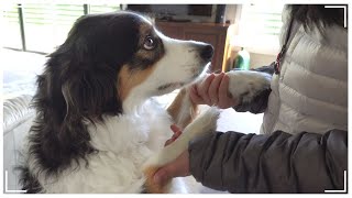 My grown up Border Collie is Acting like a Puppy! by 레나랜드 Lena Land 6,420 views 6 months ago 8 minutes, 53 seconds