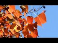 ナンキンハゼの紅葉 /  Autumn leaves of Chinese tallow tree