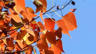 ナンキンハゼの紅葉 /  Autumn leaves of Chinese tallow tree