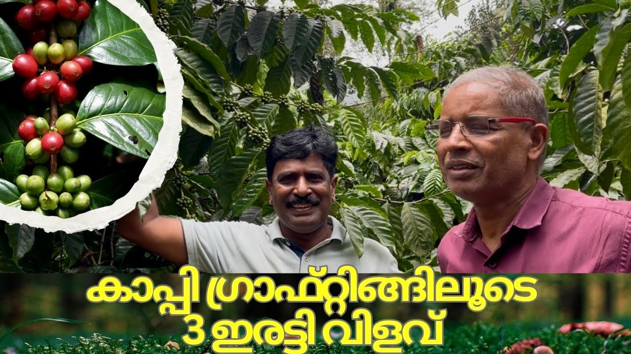Brewing success:The Benefits Of Coffee Grafting |ഗ്രാഫ്റ്റിങ്ങിലൂടെ നേടിയത് ചരിത്ര വിജയം 