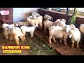 Banndur Sheep Farm Swamy Papae Gowda  Mandya | Goat Breeds | Sheep Breeds