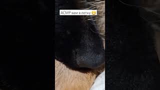 ❗️Подписывайтесь в тикток ❗️_khan_22_23_ #germanshepherd #асмр #asmr #собака #dog #chill #animals