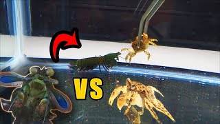 Will it survive? mean MANTIS SHRIMP  VS NINJA CRABS!