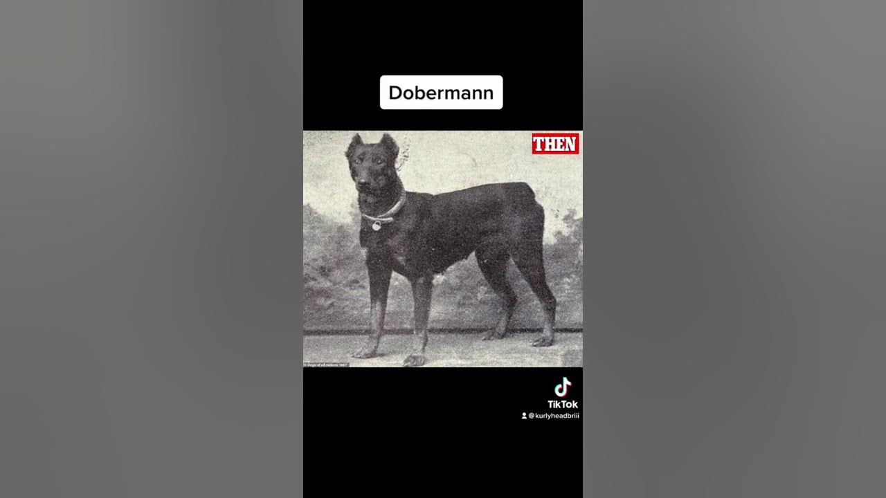 Dog breeds now and then😵 #shorts