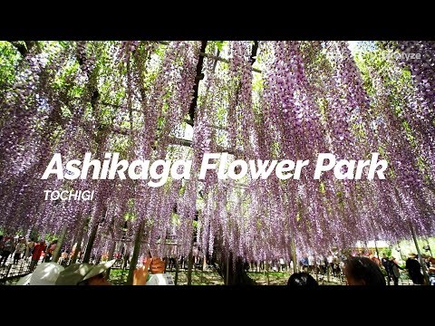 Ashikaga Flower Park, Tochigi | Japan Travel Guide