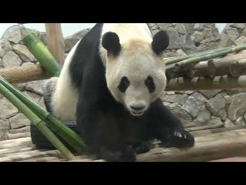 アドベンチャーワールド　永明さん　良ちゃんをママにしてくてれてありがとう✨💐(2018/05/13)
