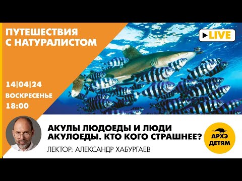 Видео: Занятие "Акулы людоеды и люди акулоеды" рубрики "Путешествия с натуралистом" // Александр Хабургаев