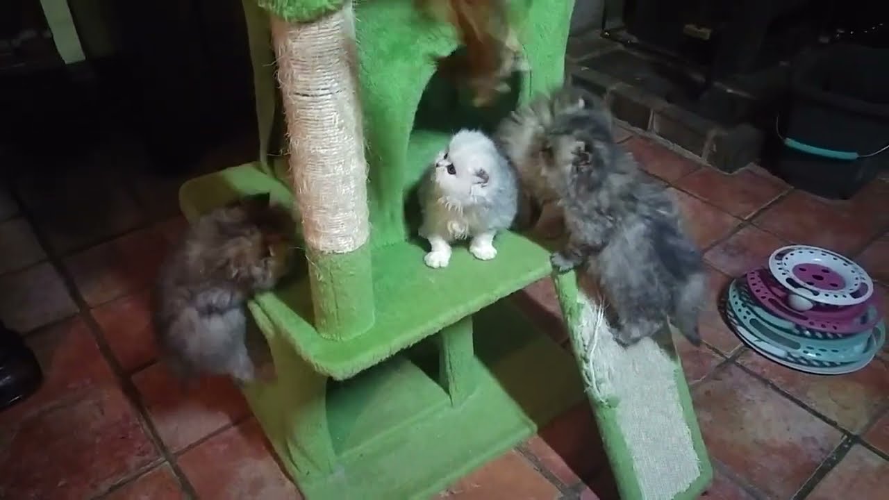 Chinchilla and golden chinchilla kittens are chasing the toy...