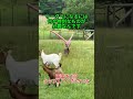 リーダーになるには何か特別なものが必要なんです